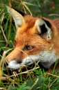 Red Fox, British Wildlife Centre