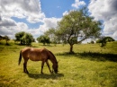 Horses Make a Landscape Look Beautiful