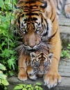 Young Tiger Cubs