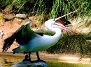 Pelican in Adelaide Zoo