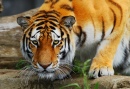 Altaic Tiger