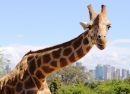 Giraffe, Taronga Park Zoo, Sydney