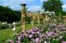 Rose Gardens at Hever Castle, England